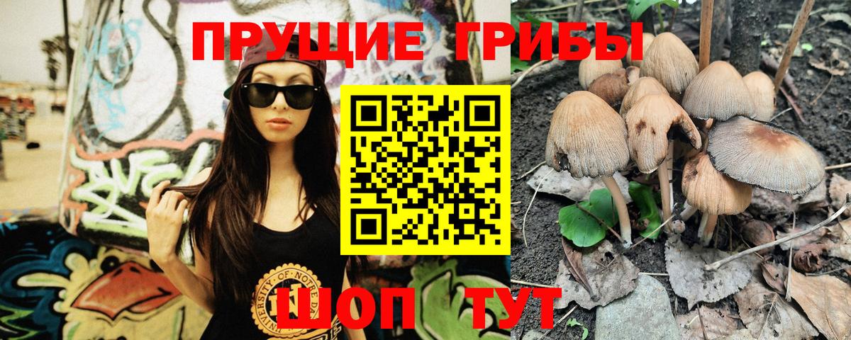 Галлюциногенные грибы Psilocybe Сыктывкар